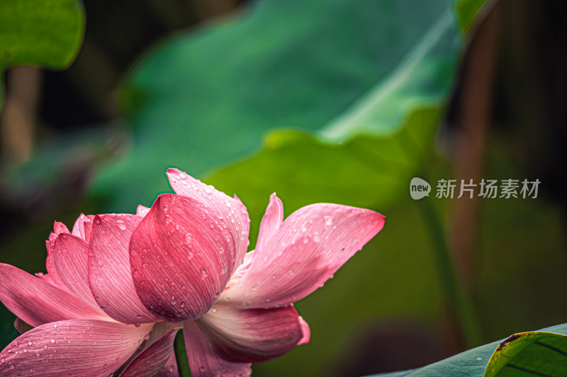 雨后荷花上的水珠