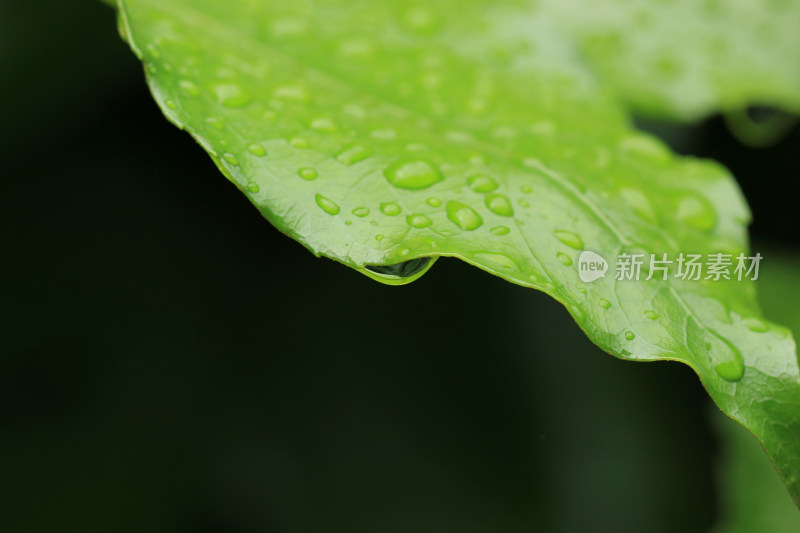 绿色叶片上的水珠水滴素材背景