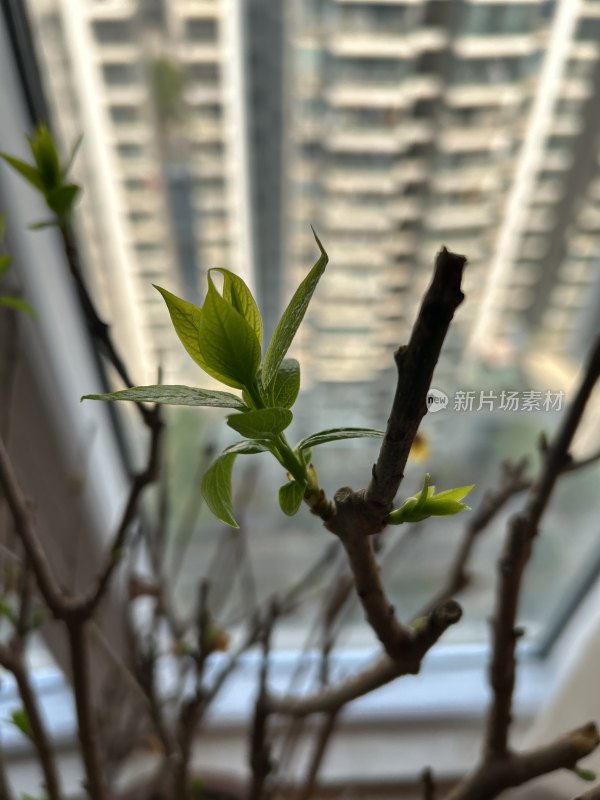 窗前植物新叶特写