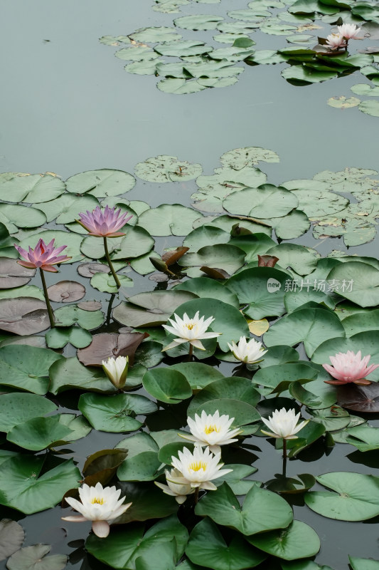 北京国家植物园睡莲