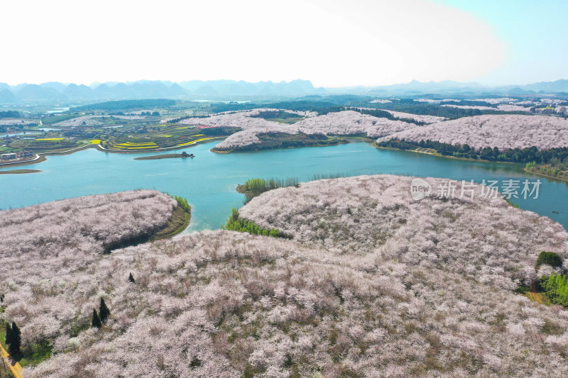 贵州平坝樱花   最美丽最梦幻的樱花园