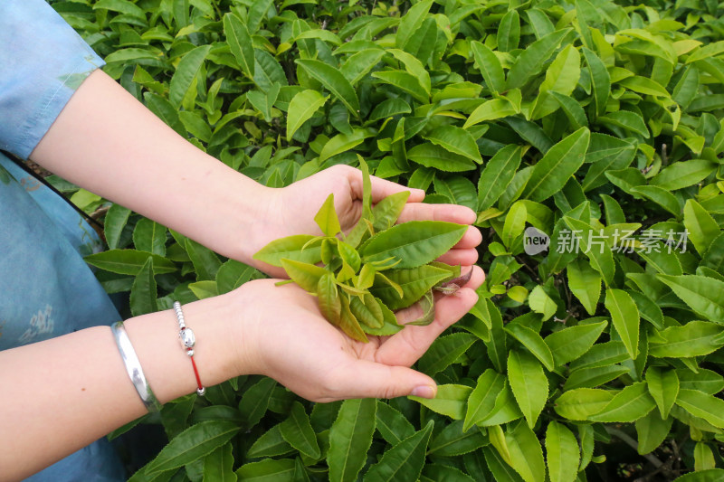 双手捧着茶叶的特写镜头