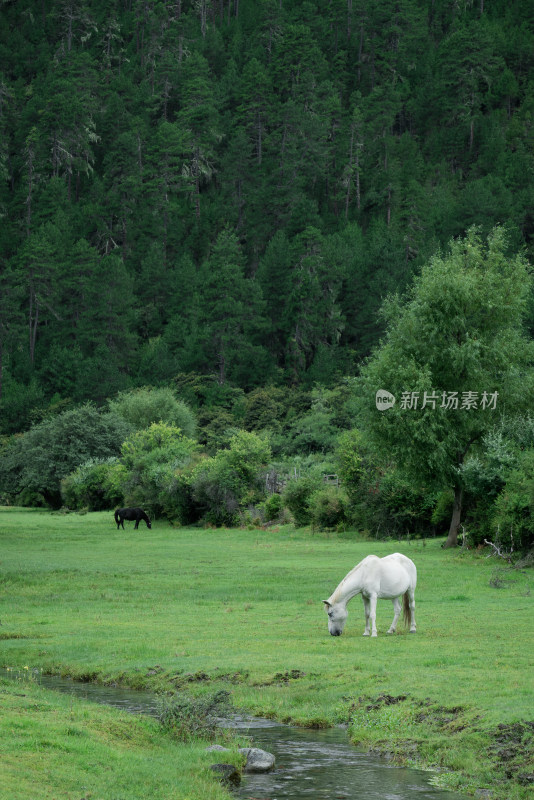 西藏波密嘎朗湖边吃草的白马