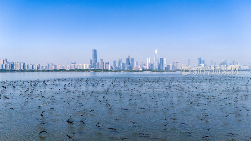 深圳湾公园鸬鹚鸟群