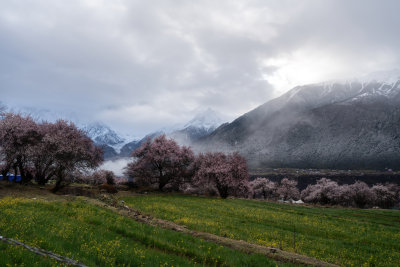 西藏林芝索松村南迦巴瓦峰雪山云海之巅