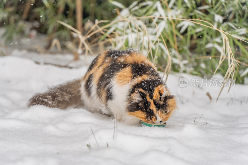 猫在雪天觅食冬季流浪猫雪地寒冷竹林