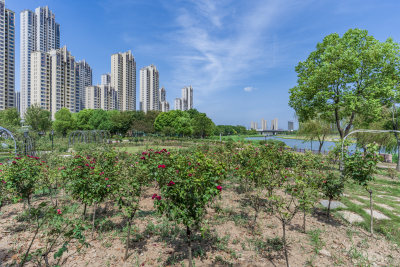 武汉洪山区杨春湖公园风景