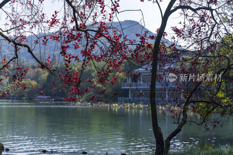 杭州西湖花港观鱼风景