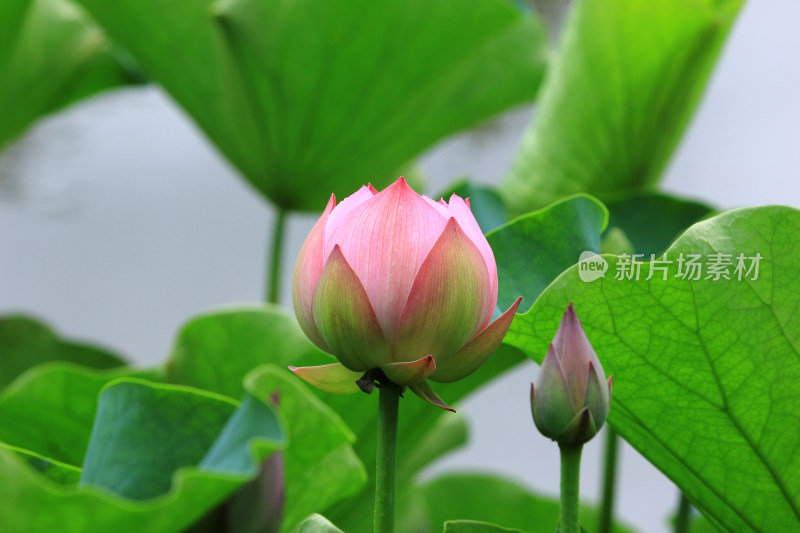 雨后清新的荷花