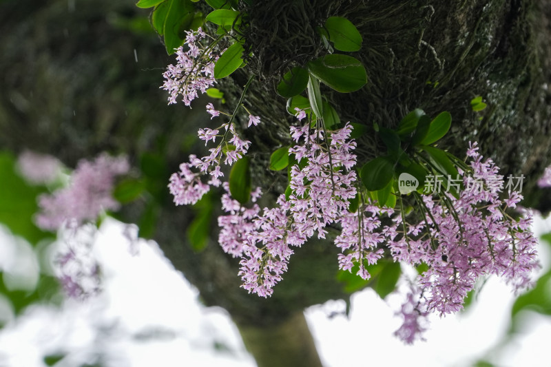 象鼻兰——国家一级濒危保护植物