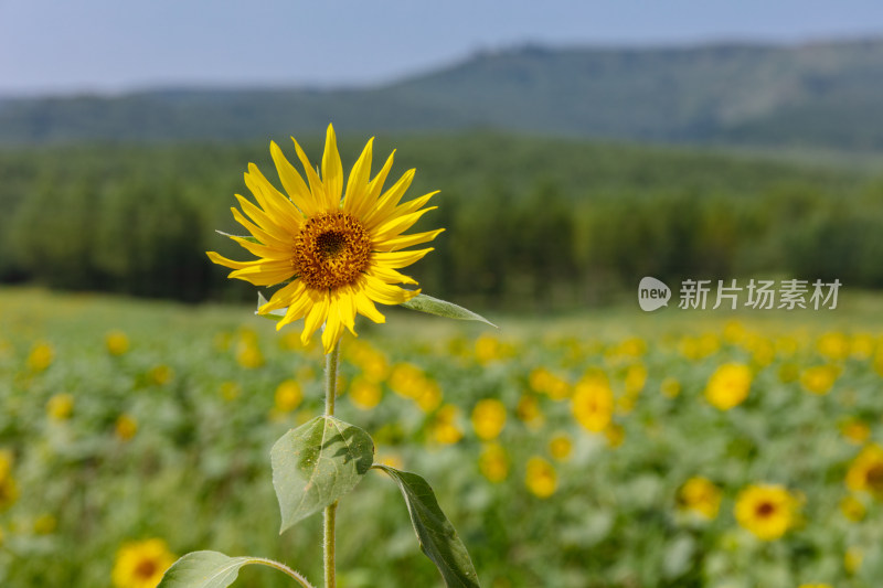 河北坝上草原向日葵种植园