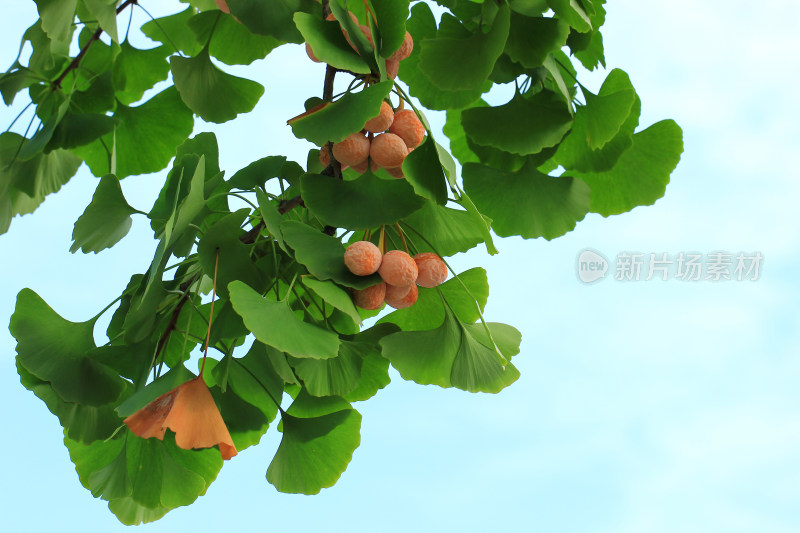 秋天成熟的银杏果实