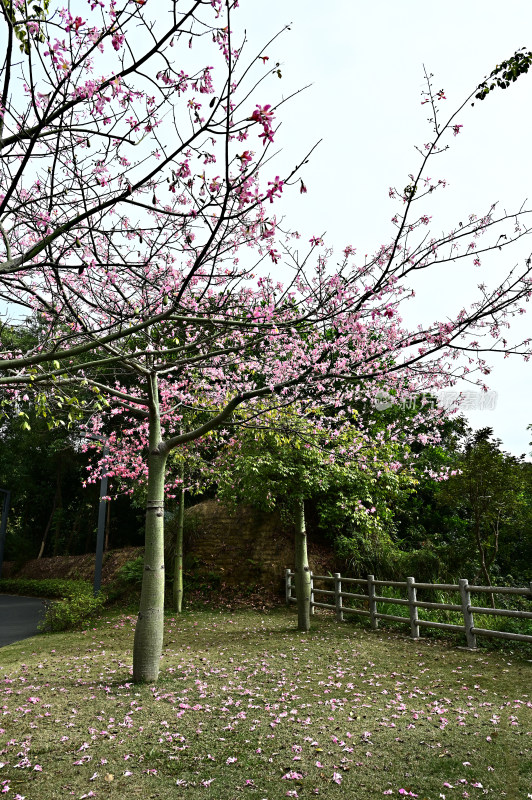 粉红色木棉花盛开景观