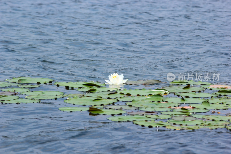 漂浮在湖面上的睡莲花