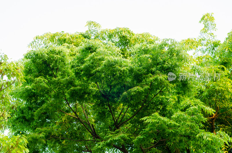 夏日绿色的树木