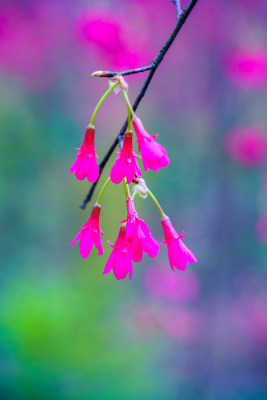 桃花樱花油菜花