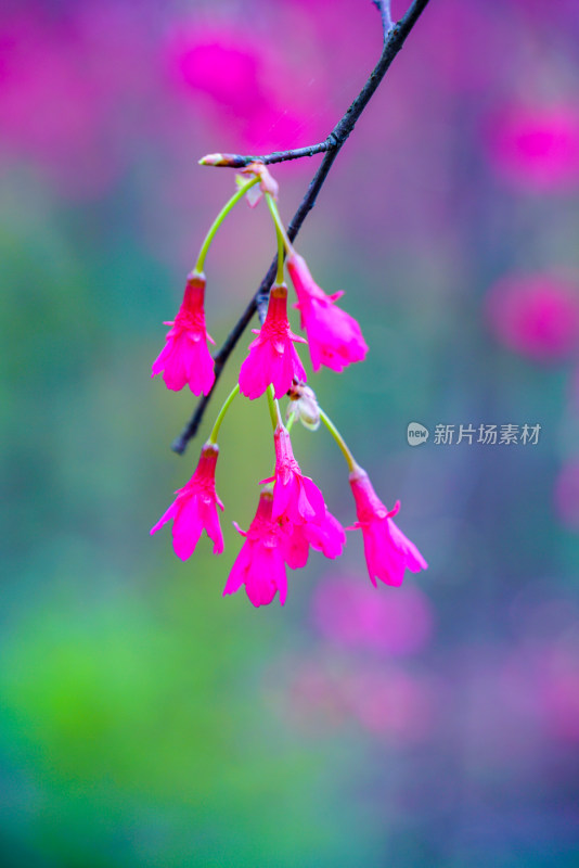 桃花樱花油菜花