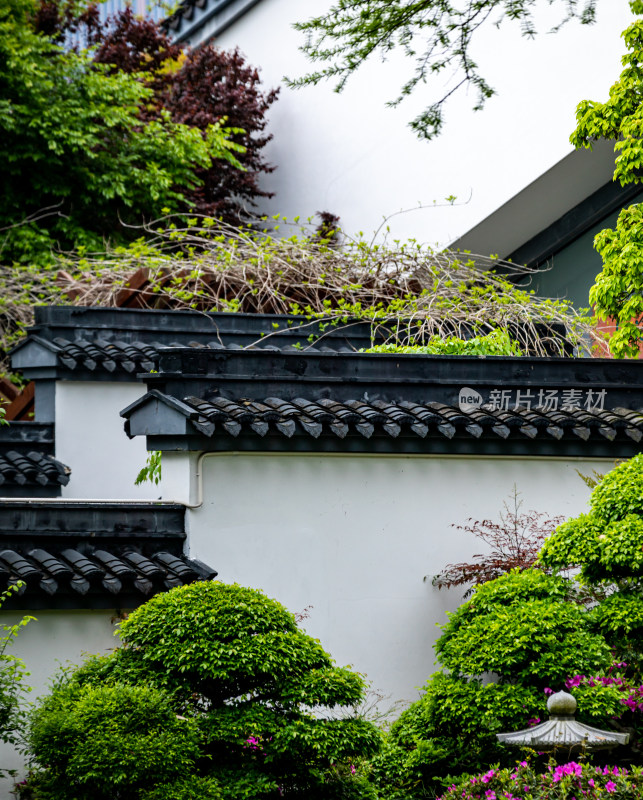 上海植物园盆景园景点景观