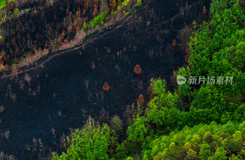 贵州毕节山火区域春天万物复苏