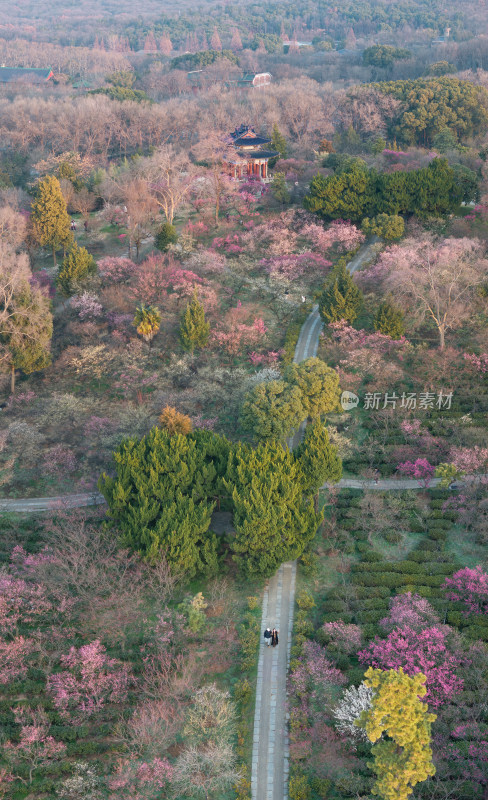 航拍春日南京明孝陵梅花山景观