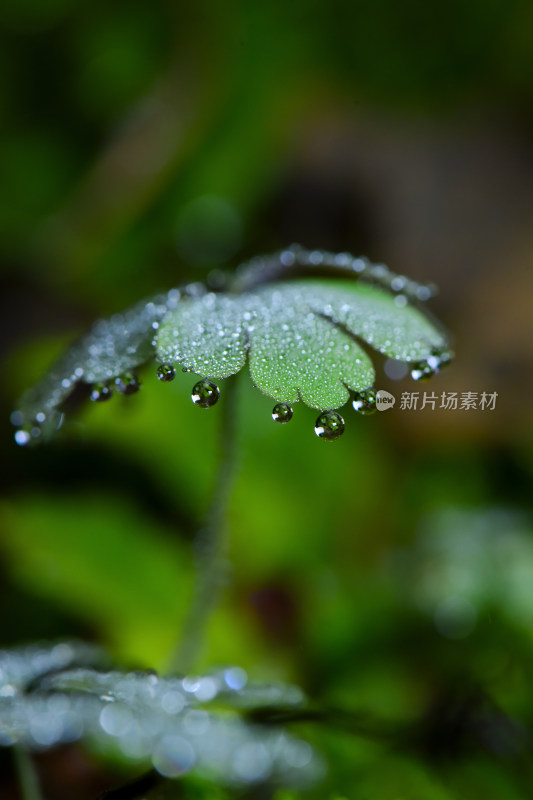 带露珠的绿色植物特写