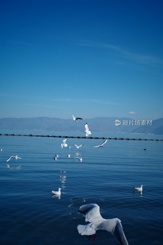 洱海上飞翔与浮游的西伯利亚海鸥