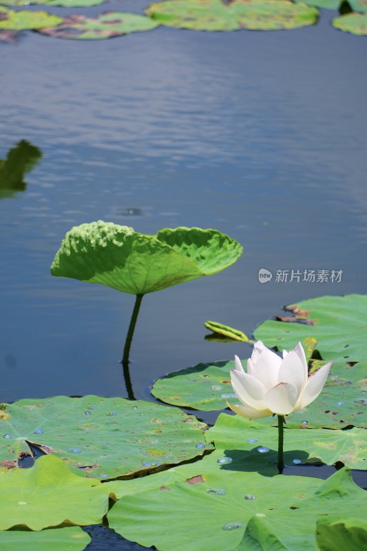 厦门南普陀荷花特写