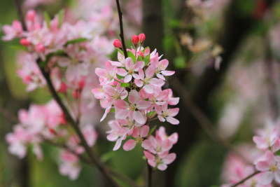 春天的鲜花海棠，垂丝海棠