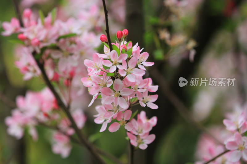 春天的鲜花海棠，垂丝海棠