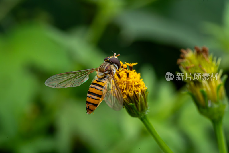 草丛中以花蜜为食的昆虫