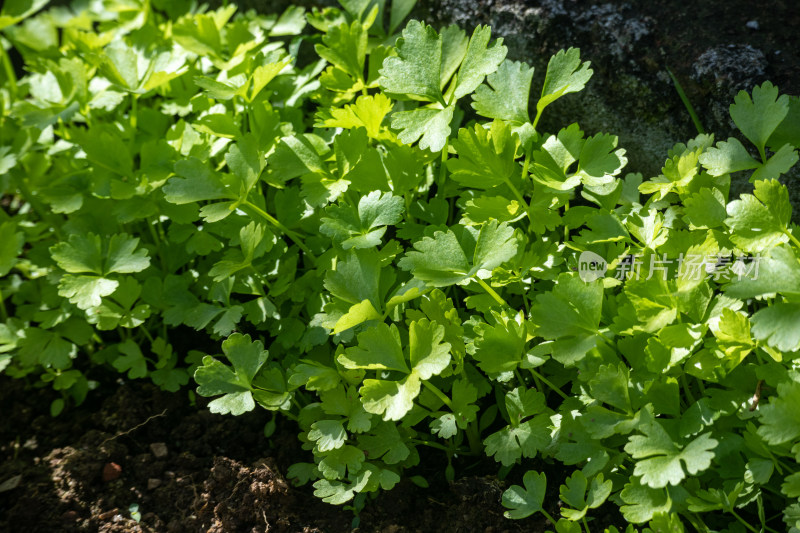 清晨田地里的芹菜