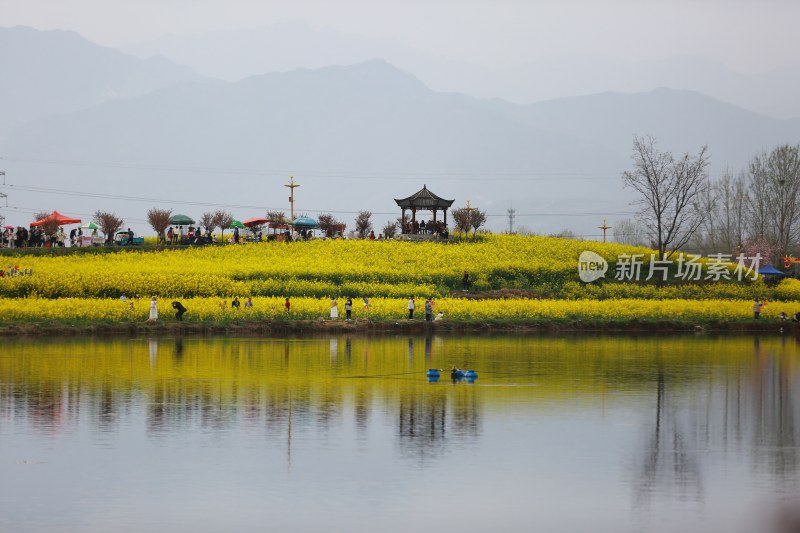 汉中皇塘的油菜花