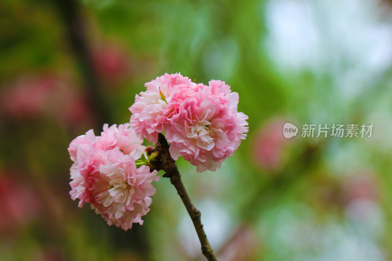 春天盛开的日本晚樱粉色鲜花