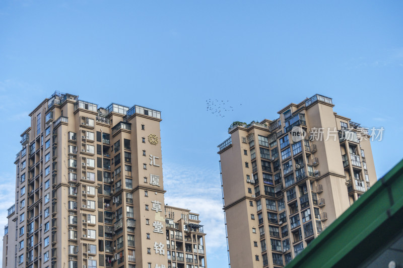 城市楼顶上空盘旋的鸟群