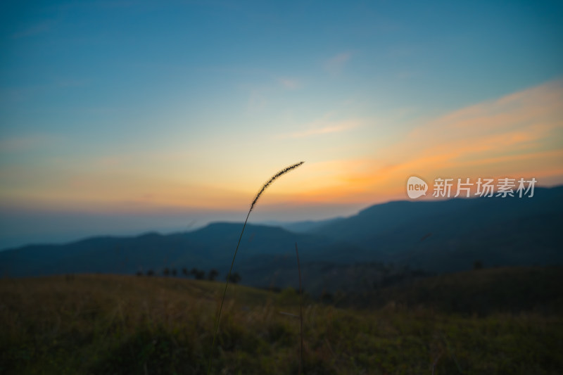 夕阳下的芦苇植物剪影特写