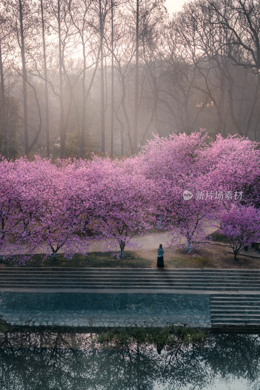 晨雾中赏樱花树景，一人静立台阶上