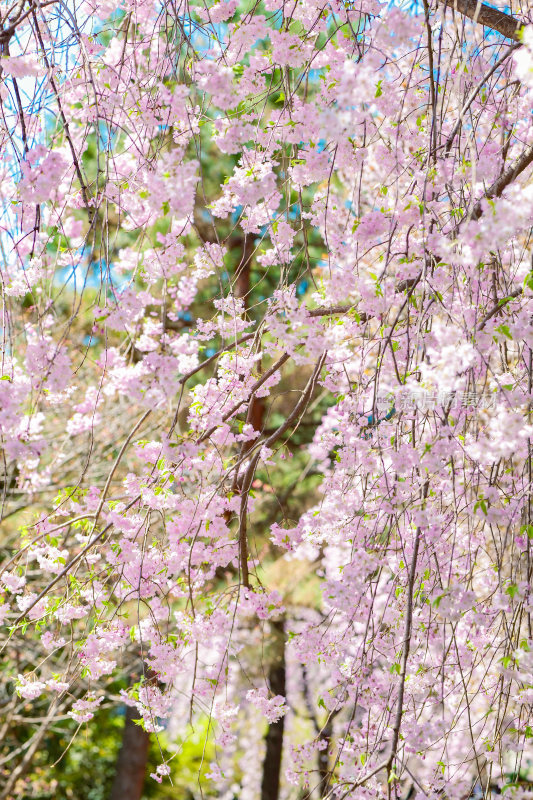 樱花，青龙寺樱花，垂樱