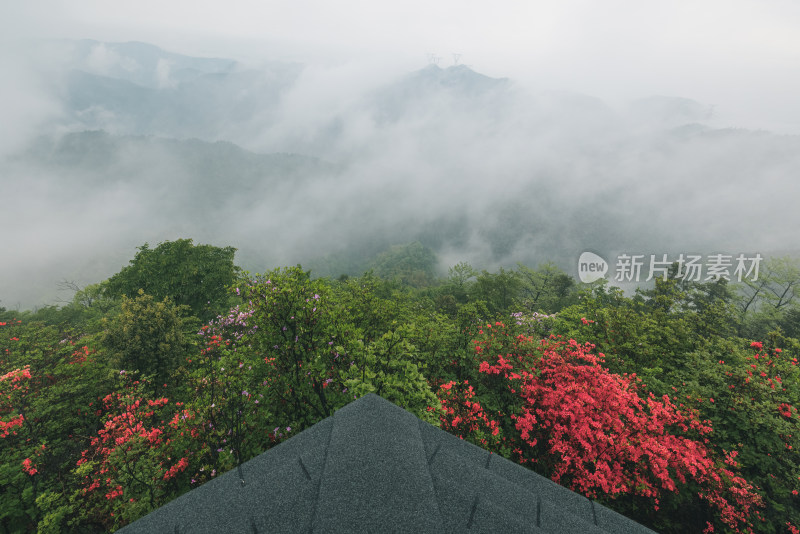 杭州富阳九仰坪塘峰尖雨后云海杜鹃花盛开