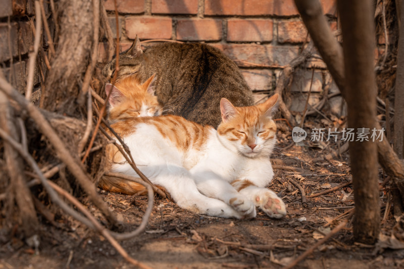 可爱小猫聚在一起取暖晒太阳温馨画面