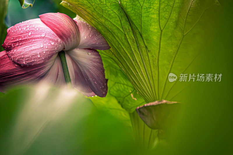 雨后荷花上的水珠