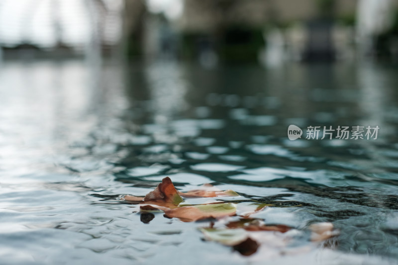 水中落叶特写展现静谧自然景象