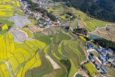 农业种植农田油菜花航拍图