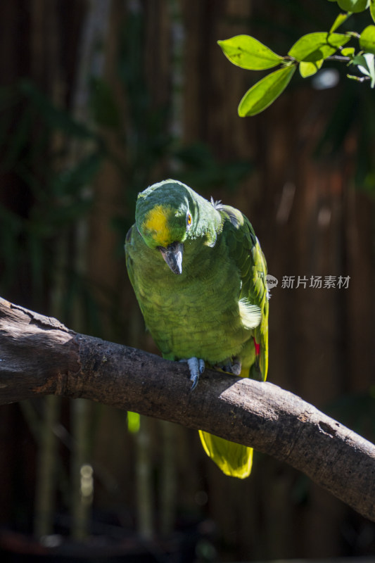 鹦鹉栖息在树枝上的特写