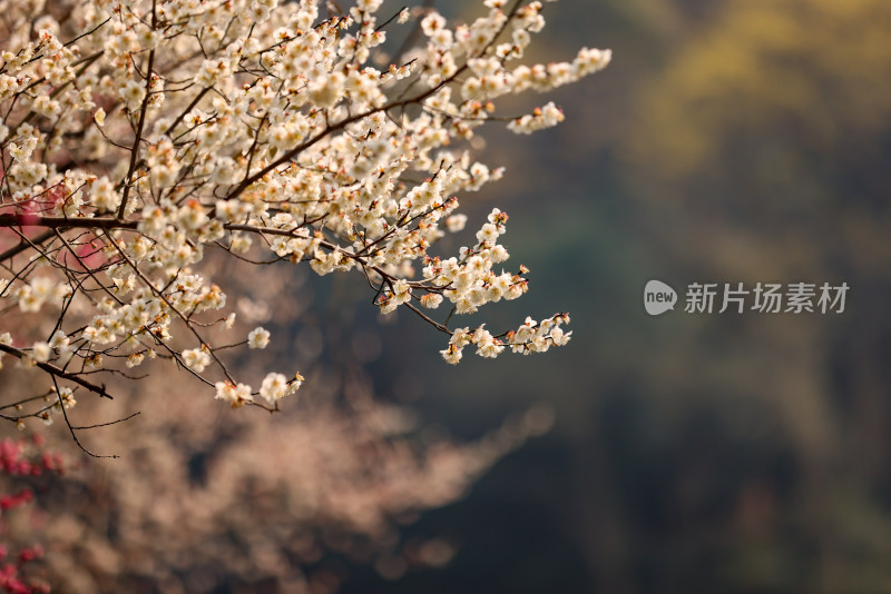 杭州西湖花港观鱼白梅特写