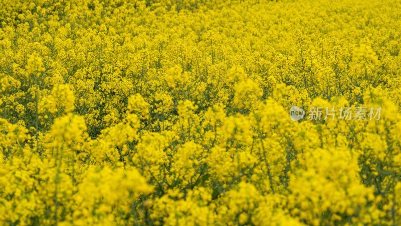 湖北武汉蔡甸区消泗油菜花特写