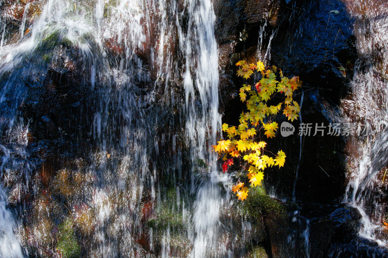 长白山望天鹅国家地质公园景区瀑布前的枫叶