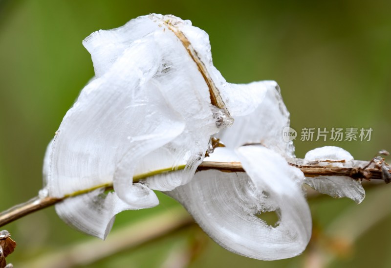 重庆酉阳：冻雨.冰花.鸟