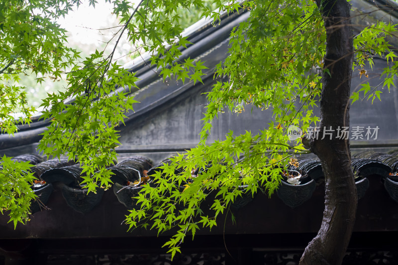 江南苏州园林古代建筑历史文化传统树木绿叶