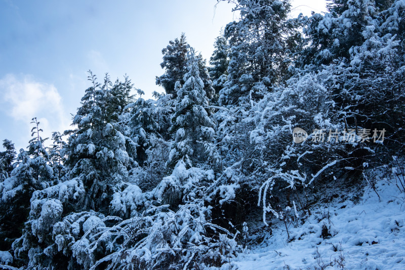 冬天落雪的树林