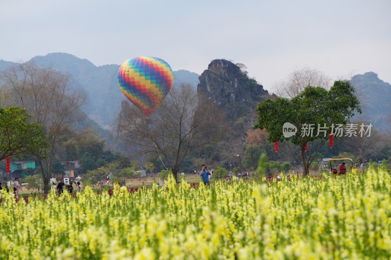 金鱼草缤纷花海